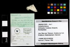 Foto (Objekt + Etiketten) von Culmenformosa sp. 